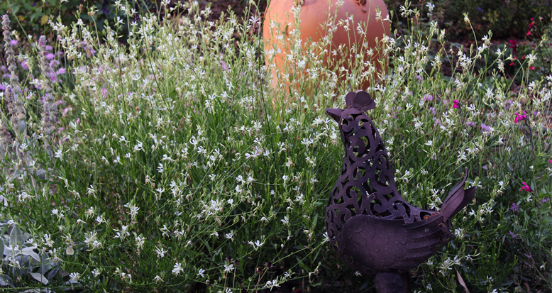 Gaura combination planting