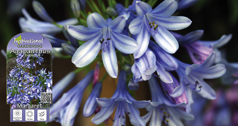Agapanthus inapertus ‘Margaret’