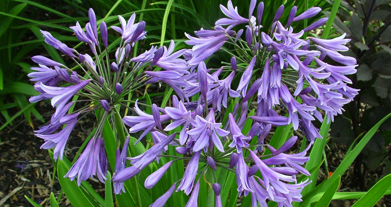 Agapanthus inapertus ‘Radiant Star’