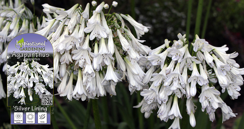 Agapanthus inapertus ‘Silver Lining’
