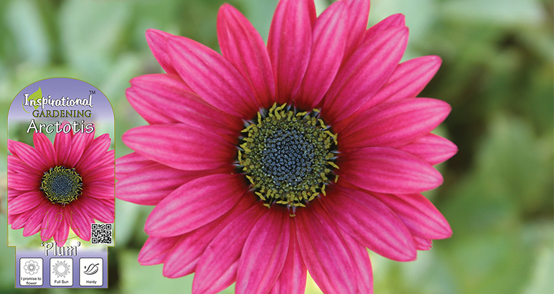 Arctotis ‘Plum’