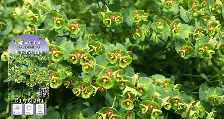 Euphorbia x martinii ‘Baby Charm’