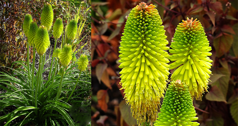 Kniphofia pauciflora ‘Limelight’