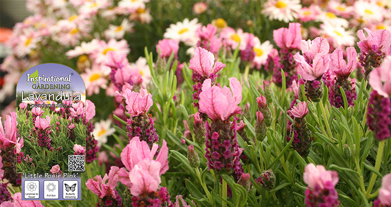 Lavandula x hybrid – ‘Little Posie Pink’