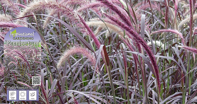 Pennisetum rubrum – ‘Purple Fountain Grass’