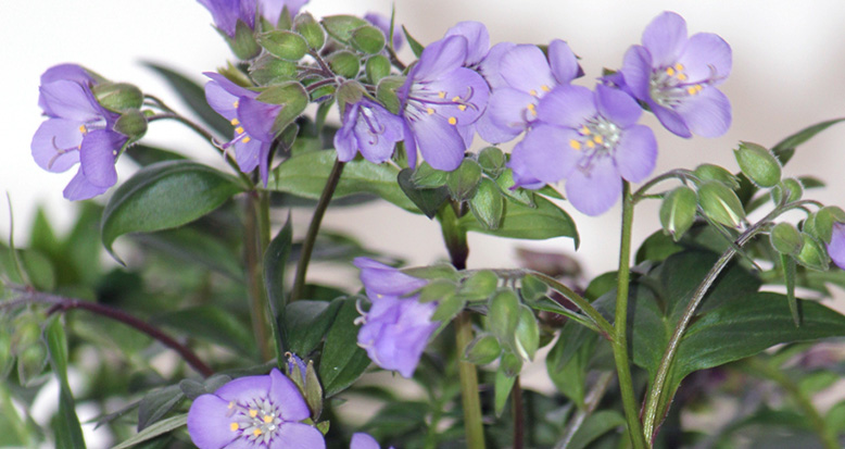 Polemonium x yezoense ‘Heaven Scent’