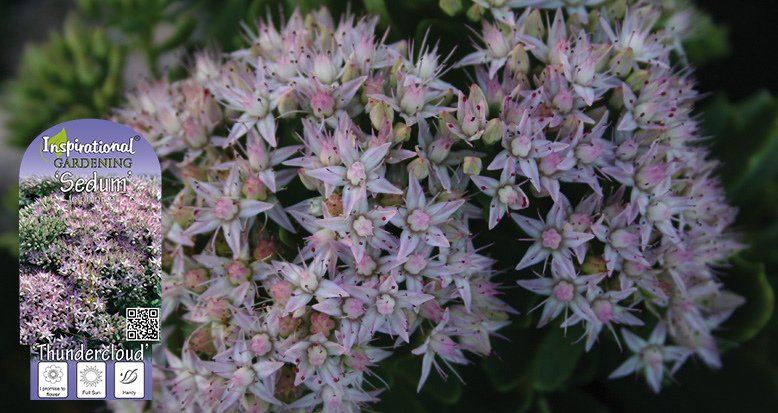 Sedum telphinium ‘Thundercloud’