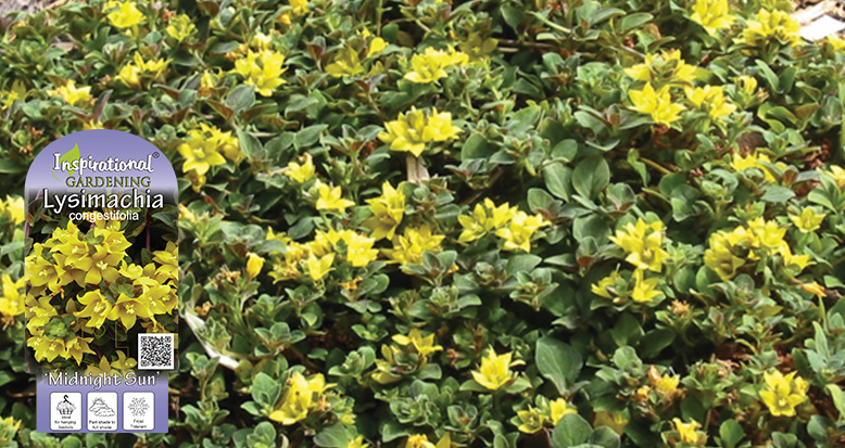 Lysimachia congestifolia – ‘Midnight Sun’