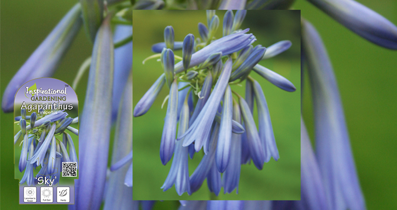 Agapanthus inapertus ‘Sky’