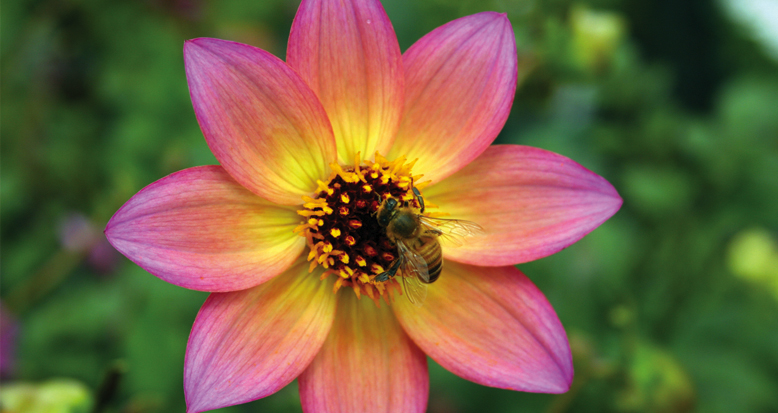 Dahlia ‘Titoki Point’