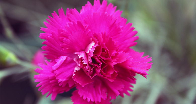 Dianthus x plumarius ‘Mojo’