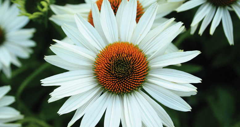 Echinacea purpurea alba – ‘Pow Wow White’