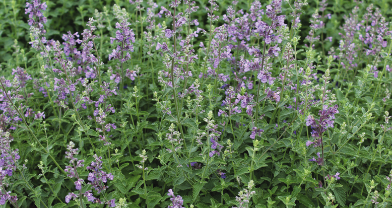 Nepeta hybrid ‘Cat Mint’