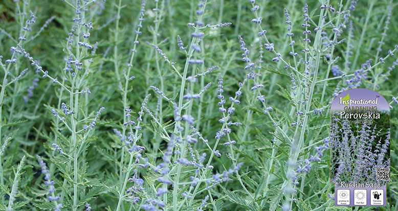 Perovskia atriplicifolia ‘Russian Sage’