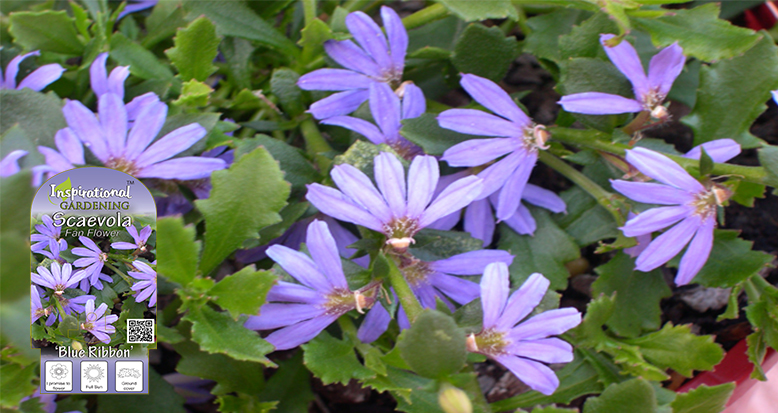 Scaevola aemula ‘Blue Ribbon’