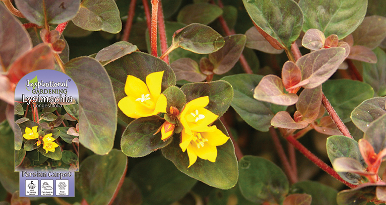 Lysimachia congestifolia  – ‘Persian Carpet’