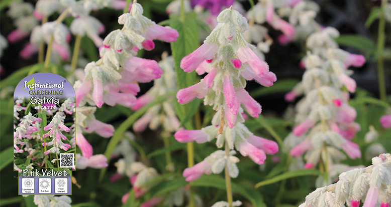 Salvia leucantha ‘Pink Velvet’