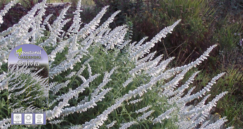 Salvia leucantha ‘White Velvet’