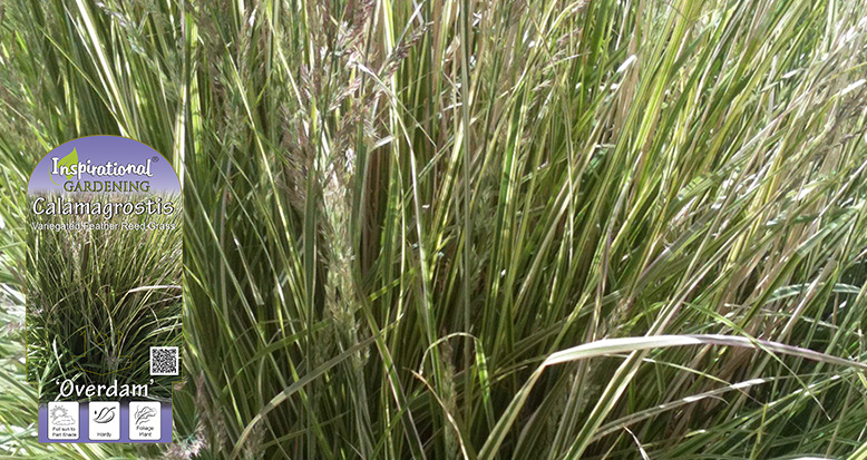 Calamagrostis x acutiflora ‘Overdam’