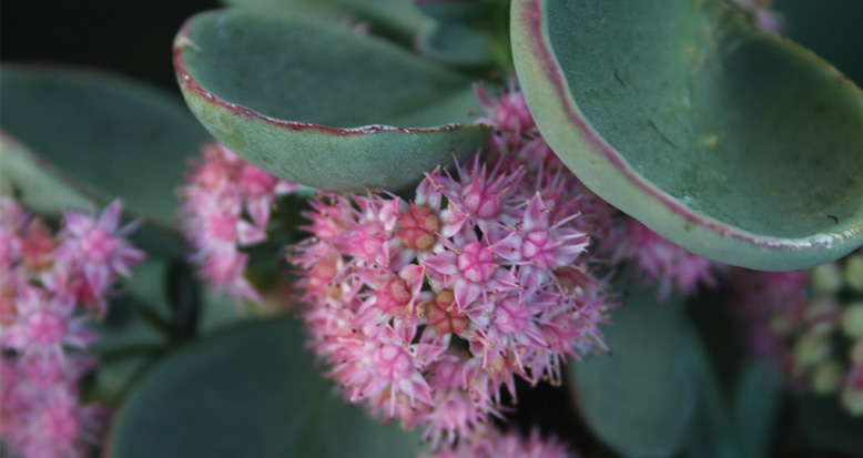 Sedum sieboldii ‘Dragon’