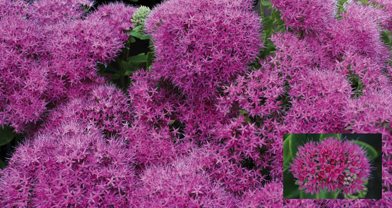 Sedum spectablis ‘Neon’