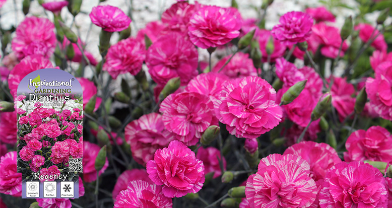 Dianthus x plumarius ‘Regency’