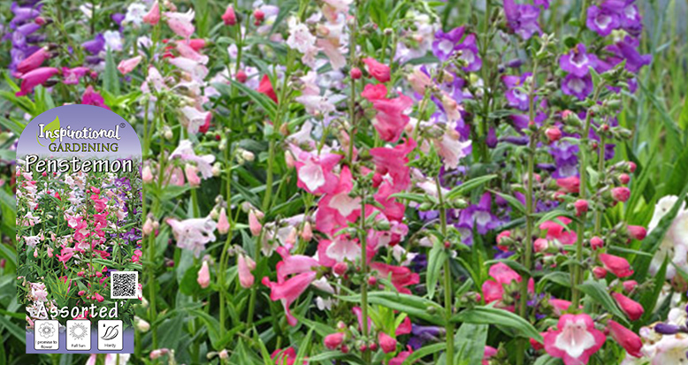 Penstemon ‘Assorted’