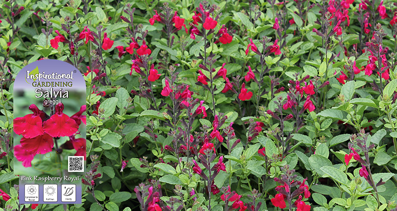 Salvia greggii ‘Pink Raspberry Royal’