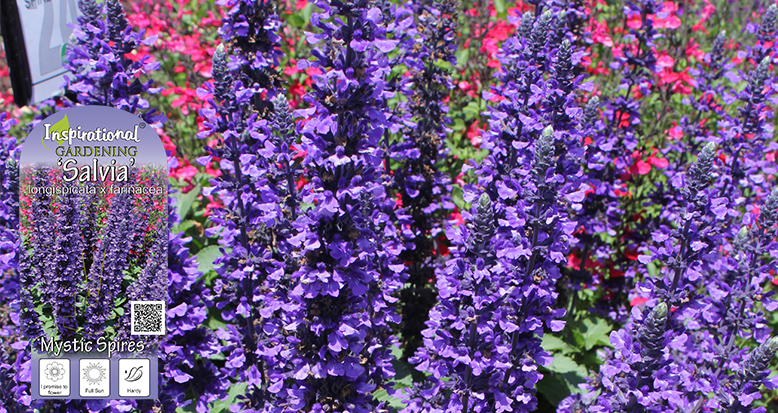 Salvia Mystic Spires