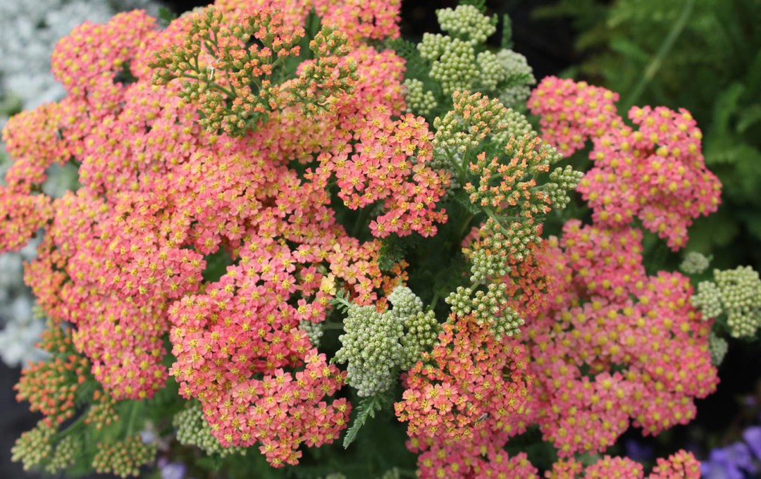 Achillea millefolium ‘Peachy Seduction’