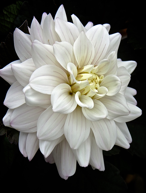 Dahlia ‘White Cockatoo’