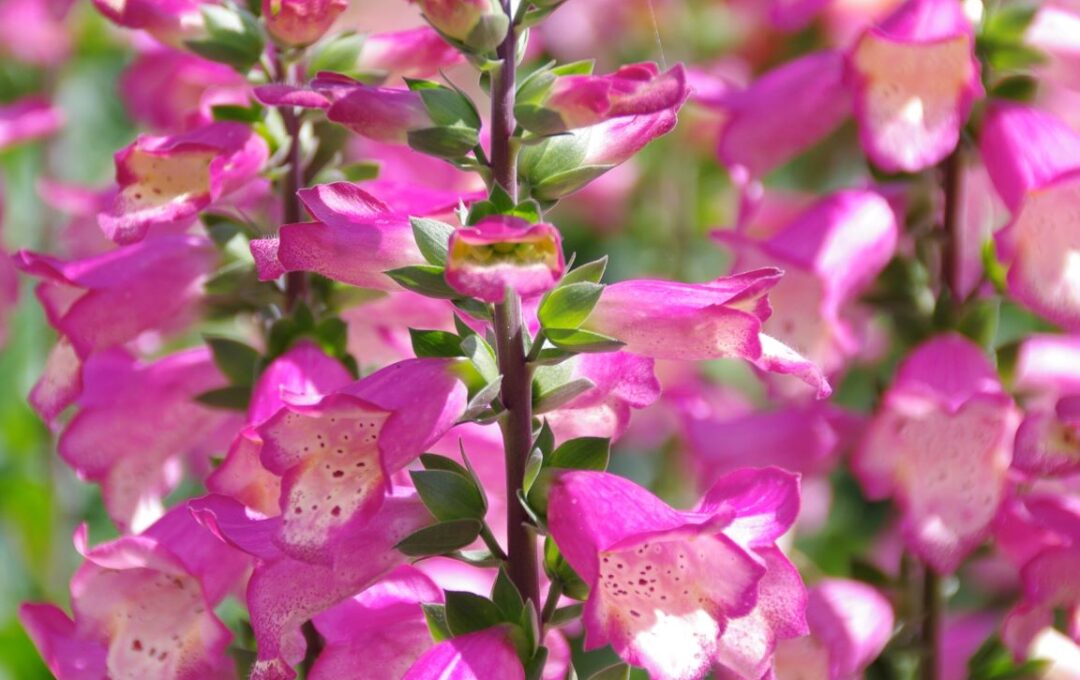 Digitalis ‘Berry Canary’