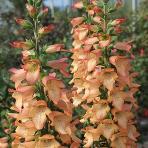 Digitalis ‘Illumination Apricot’