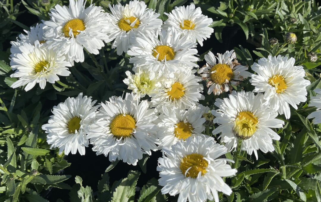 Leucanthemum ‘Freak’