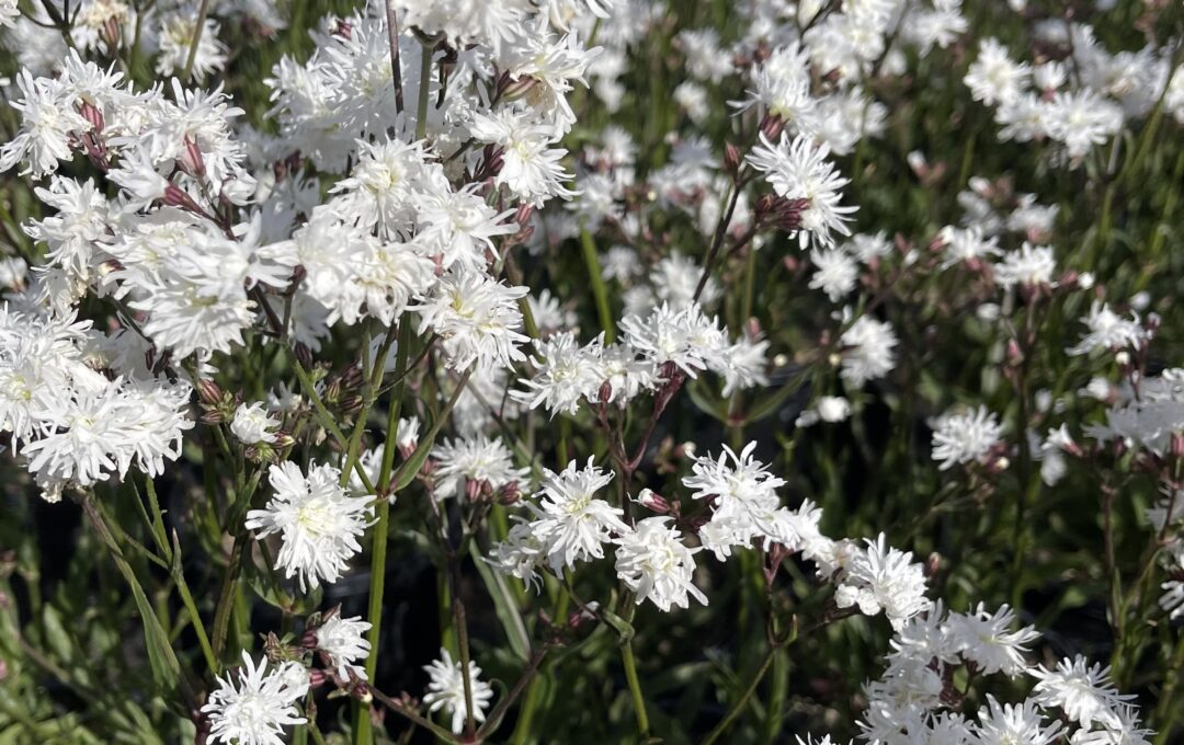 Lychnis ‘Petite Henri’