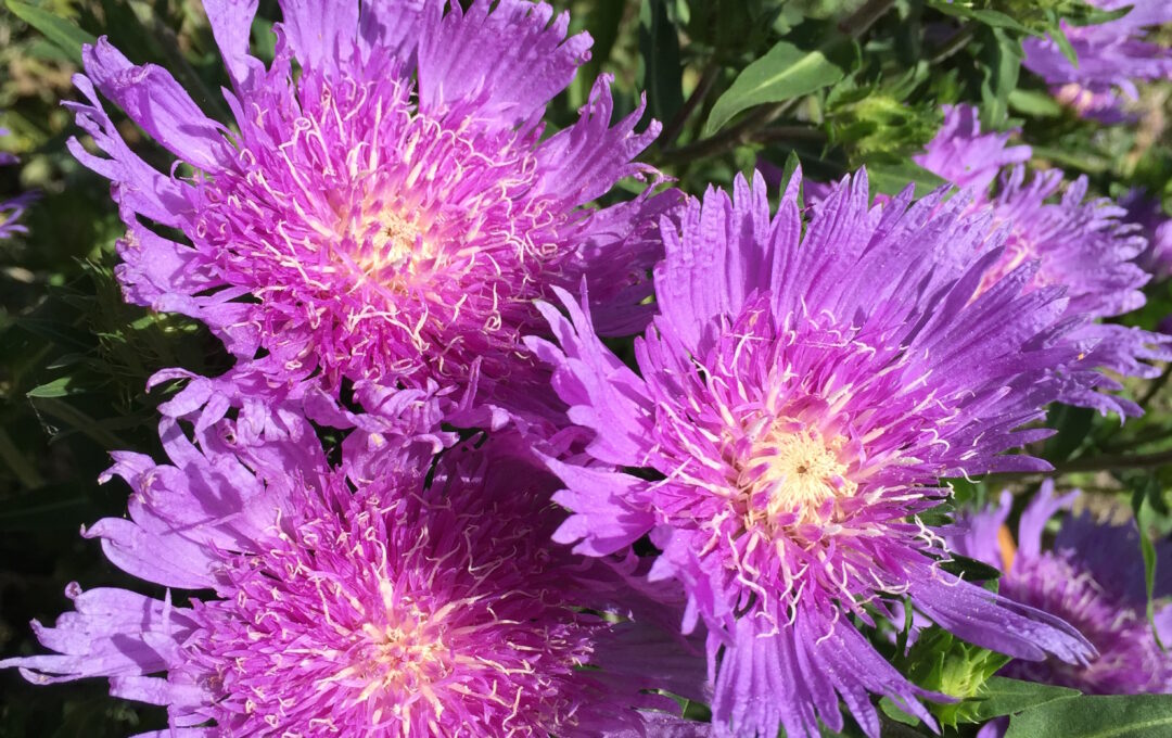 Stokesia ‘Klaus Jelitto’