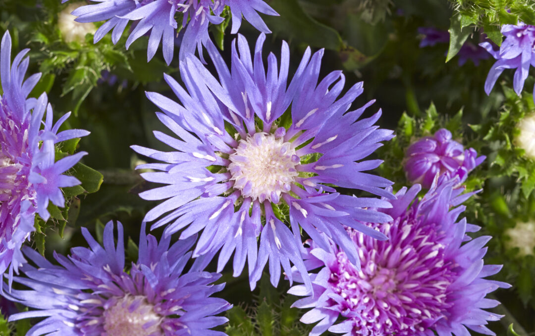 Stokesia ‘Mel’s Blue’