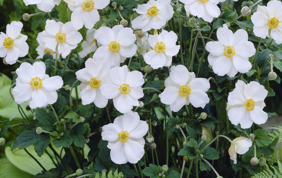 Anemone ‘Honorine Jobert’