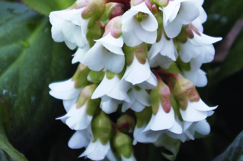 Bergenia ‘Bressingham White’