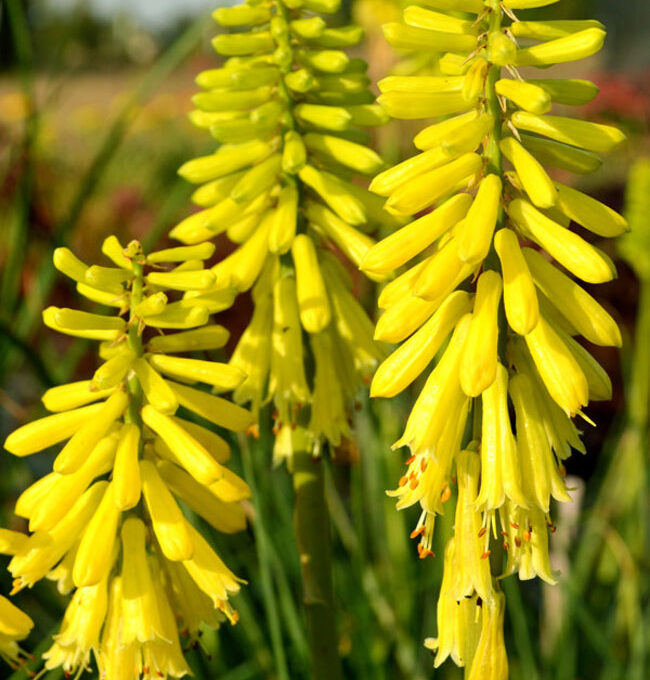 Kniphofia x linearifolia Sweet Corn