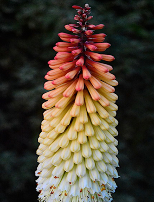 Kniphofia x linearifolia ‘Scorched Corn’