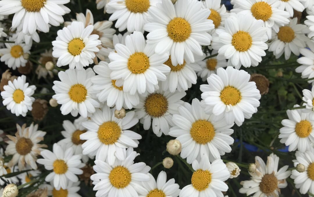 Argyranthemum ‘Crystal’