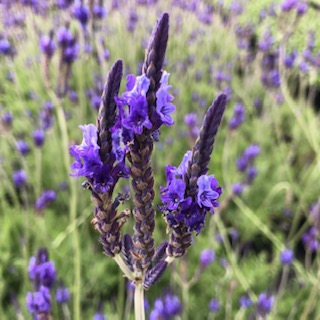 Lavender pinnata ‘Sidonie’