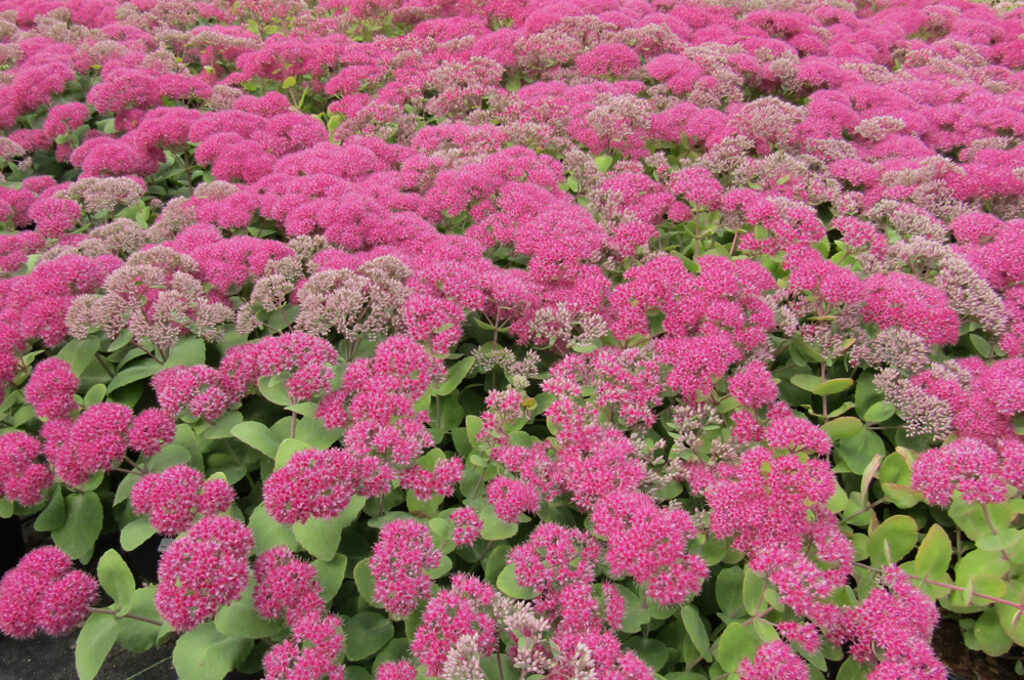 Sedum Sunset Boulevard
