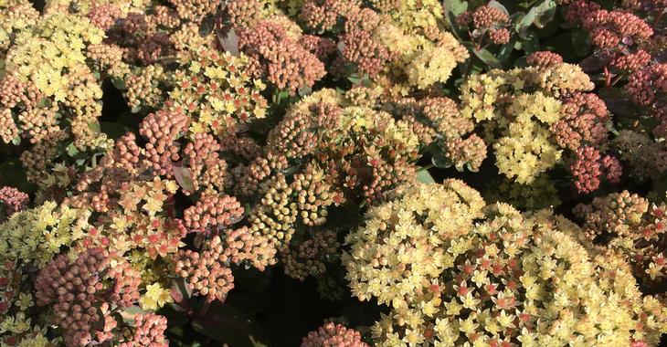Sedum telephium ‘Twinkling Star’