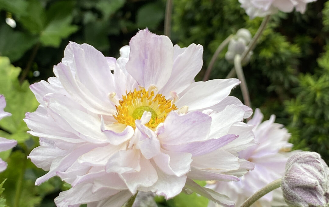 Anemone ‘Frilly Knickers’
